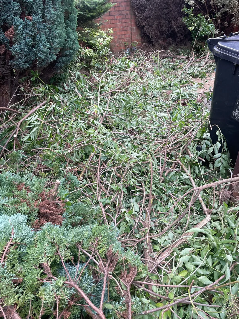 Cut branches awaiting collection near garden bins